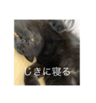 愛猫すたんぷっ（個別スタンプ：5）