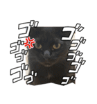 愛猫すたんぷっ（個別スタンプ：7）