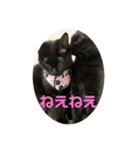 愛猫すたんぷっ（個別スタンプ：13）