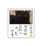 愛猫すたんぷっ（個別スタンプ：18）