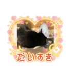 愛猫すたんぷっ（個別スタンプ：24）