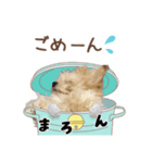マロンたん スタンプ（個別スタンプ：1）