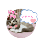 猫さん多めのスタンプ。みんな友達。（個別スタンプ：8）