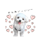 こっちゃんスタンプーー♡（個別スタンプ：31）