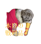 シーズーのレオちゃん（個別スタンプ：9）