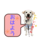 保護犬クッキーの日常16♡セラピードッグ（個別スタンプ：1）