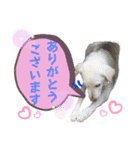 保護犬クッキーの日常16♡セラピードッグ（個別スタンプ：5）