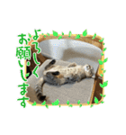 豆太郎の推しスタンプ♡（個別スタンプ：1）