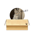 豆太郎の推しスタンプ♡（個別スタンプ：5）