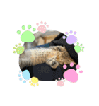 豆太郎の推しスタンプ♡（個別スタンプ：26）