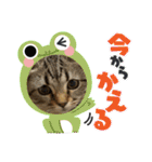 豆太郎の推しスタンプ♡（個別スタンプ：31）