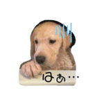 子犬のぽんちゃん（個別スタンプ：7）