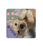 子犬のぽんちゃん（個別スタンプ：16）