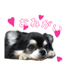 黒いチワワの日常（個別スタンプ：1）