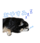 黒いチワワの日常（個別スタンプ：2）