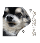 黒いチワワの日常（個別スタンプ：4）