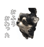 黒いチワワの日常（個別スタンプ：9）