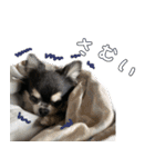 黒いチワワの日常（個別スタンプ：10）