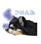 黒いチワワの日常（個別スタンプ：11）