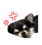 黒いチワワの日常（個別スタンプ：13）