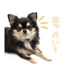 黒いチワワの日常（個別スタンプ：16）