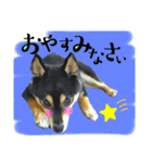 柴犬 黒柴きのこの日常8 大阪弁編（個別スタンプ：24）