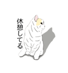 とある家のしろちゃん（個別スタンプ：20）