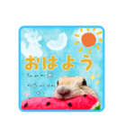 リチャードソンジリスのもっちゃん①（個別スタンプ：1）