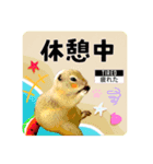 リチャードソンジリスのもっちゃん①（個別スタンプ：3）