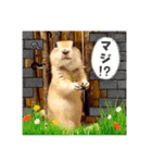 リチャードソンジリスのもっちゃん①（個別スタンプ：4）