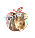 リチャードソンジリスのもっちゃん①（個別スタンプ：6）