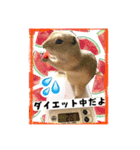リチャードソンジリスのもっちゃん①（個別スタンプ：8）