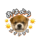 柴犬もちくん（個別スタンプ：1）