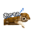 柴犬もちくん（個別スタンプ：2）