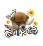柴犬もちくん（個別スタンプ：3）
