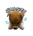 柴犬もちくん（個別スタンプ：4）