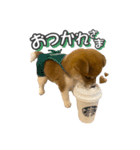 柴犬もちくん（個別スタンプ：5）