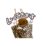 柴犬もちくん（個別スタンプ：6）