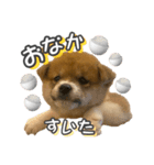 柴犬もちくん（個別スタンプ：7）