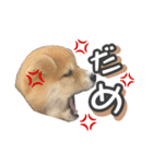 柴犬もちくん（個別スタンプ：8）