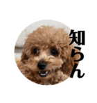 モナ犬のスタンプ（個別スタンプ：1）