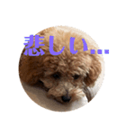 モナ犬のスタンプ（個別スタンプ：4）