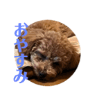 モナ犬のスタンプ（個別スタンプ：5）