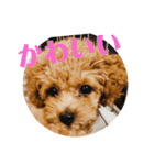 モナ犬のスタンプ（個別スタンプ：6）