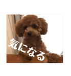 モナ犬のスタンプ（個別スタンプ：7）