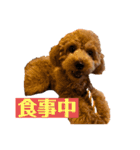 モナ犬のスタンプ（個別スタンプ：9）