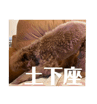 モナ犬のスタンプ（個別スタンプ：10）