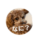 モナ犬のスタンプ（個別スタンプ：11）