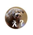 モナ犬のスタンプ（個別スタンプ：12）