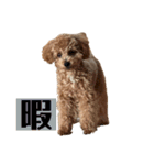 モナ犬のスタンプ（個別スタンプ：13）